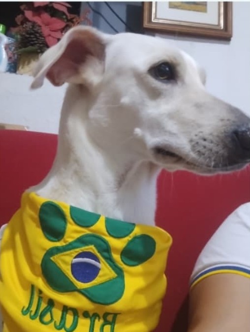 Foto de Árthemis perdido em Olinda