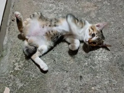 Foto de Gato para doação adocao em Camaragibe