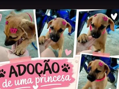 Foto de caramela para doação adocao em Recife