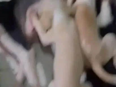 Foto de Cachorros e Cadelas sem nomes para doação adocao em Paulista