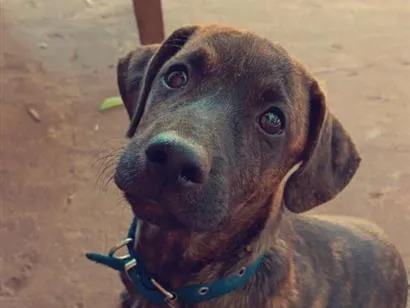 Foto de Timi perdido em Petrolina