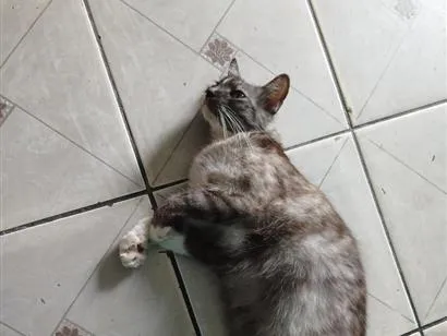 Foto de Millie perdido em Teresina