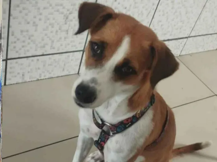 Foto de Juddye para doação adocao em Parnaíba