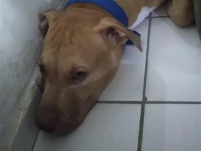 Foto de Thor para doação adocao em Teresina