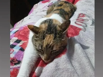 Foto de Juma perdido em São José dos Pinhais