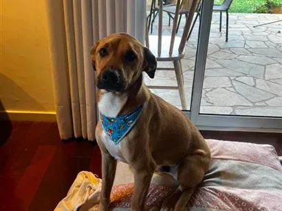 Foto de Tião perdido em Curitiba