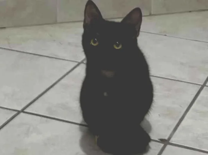 Foto de Gatinhas para doação adocao em Curitiba