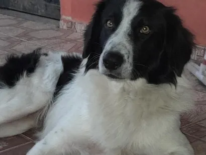 Foto de Bidu perdido em Rio Branco do Sul