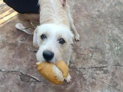 Foto de Fiapo de Manga para doação adocao em Maringá