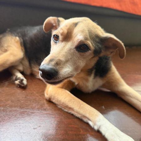 Foto de Aparecido Cidao perdido em Londrina