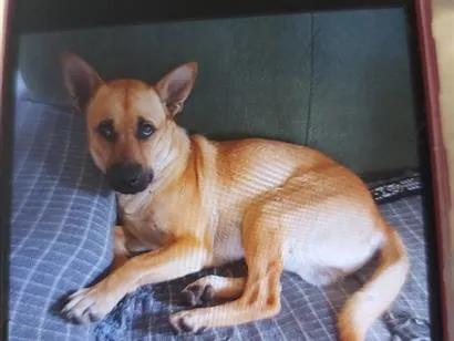 Foto de Toby perdido em Ponta Grossa