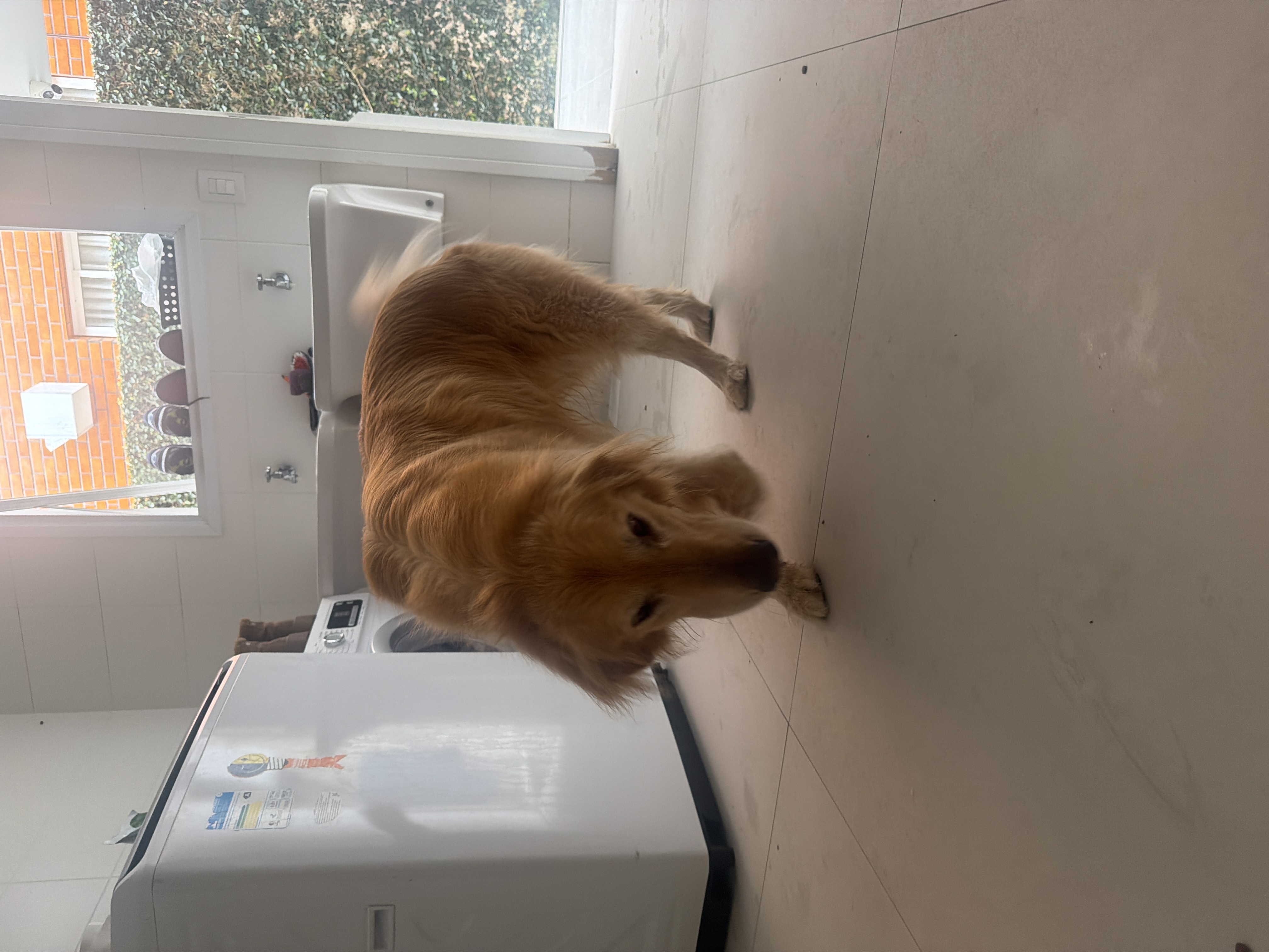 Foto de cachorro encontrado em Curitiba