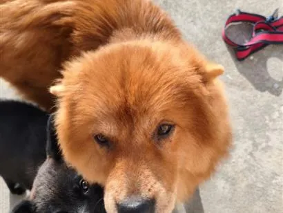 Foto de Cachorros e Cadelas Mel E Thor para doação adocao em Matinhos