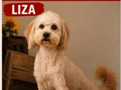 Foto de Liza perdido em Colombo