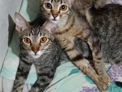 Foto de Gatos e Gatas Robin, Mel, Bruce para doação adocao em Cianorte