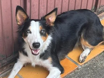 Foto de Nix perdido em Curitiba