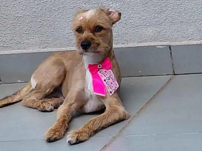 Foto de Mel para doação adocao em Maringá