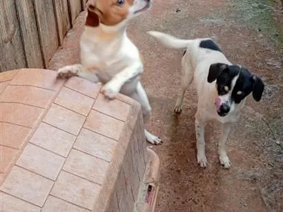 Foto de 1 pelotinha 2 testinha para doação adocao em Foz do Iguaçu