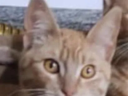 Foto de Simba perdido em São José dos Pinhais