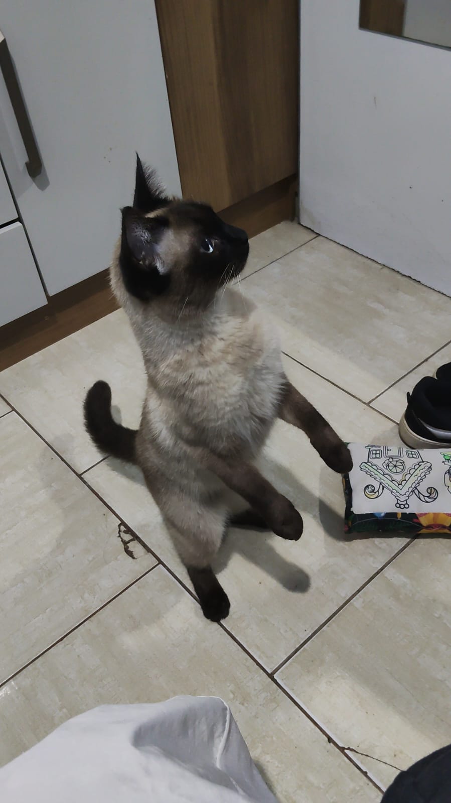 Foto de Janna perdido em Curitiba