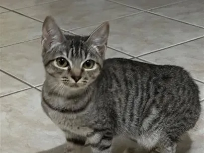 Foto de Gatinha para doação adocao em Curitiba
