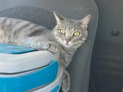 Foto de Maya perdido em Marechal Cândido Rondon