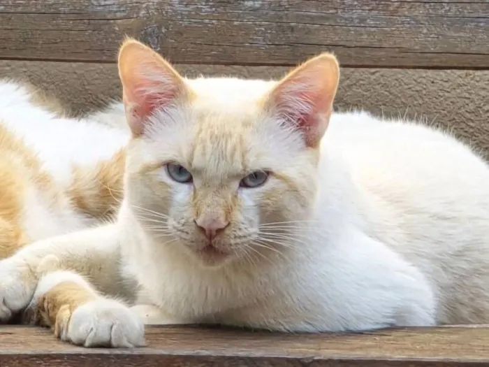 Foto de Milk perdido em Marialva