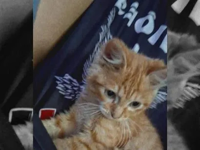 Foto de simba perdido em Marialva