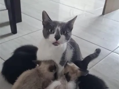 Foto de Gatos e Gatas Belinha para doação adocao em Castro