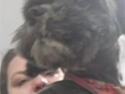 Foto de amora perdido em Pinhais