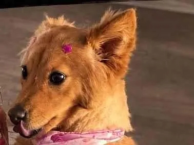 Foto de Pipoca perdido em Ponta Grossa