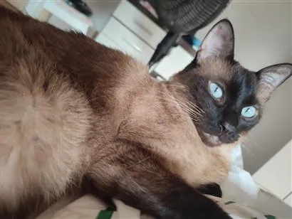 Foto de Chloe perdido em Cordeiro