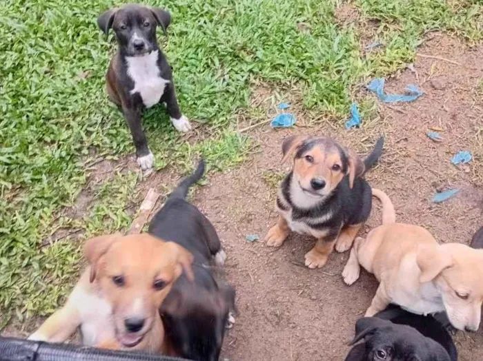 Foto de Cachorros e Cadelas filhotes para doação adocao em Rio de Janeiro
