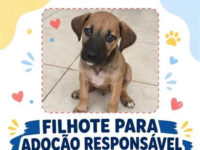 Foto de Mibi para doação adocao em Campos dos Goytacazes