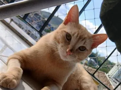 Foto de Gulino para doação adocao em Rio de Janeiro