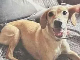 Foto de Nala perdido em Duque de Caxias