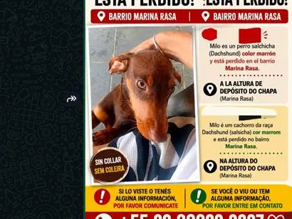 Foto de Milo perdido em Armação dos Búzios