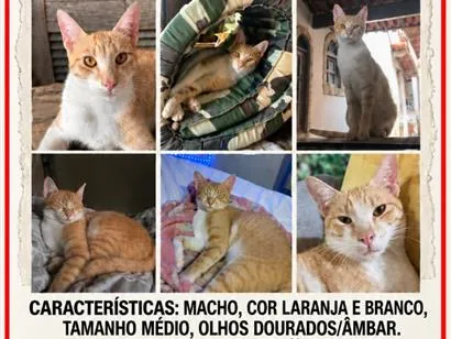 Foto de Simba perdido em São Pedro da Aldeia