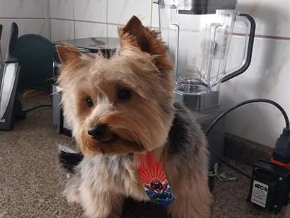 Foto de zico perdido em Rio das Ostras