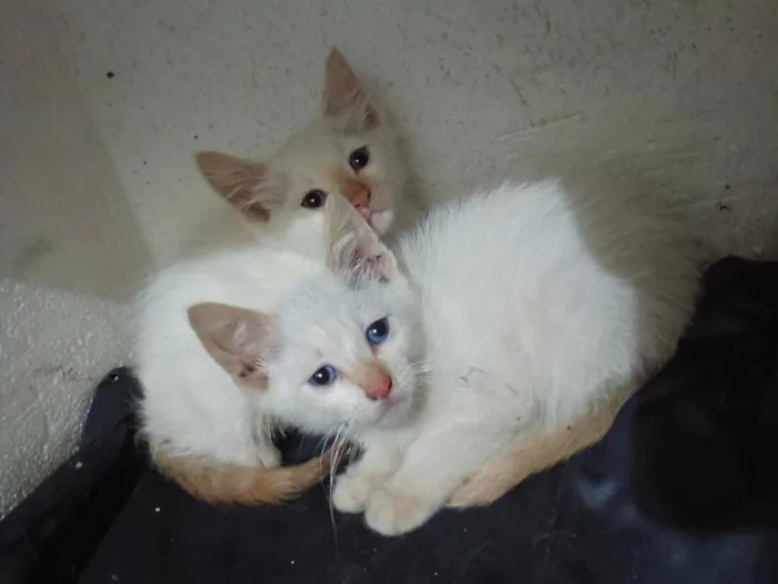 Foto de Gatos e Gatas sem nome para doação adocao em Nova Iguaçu
