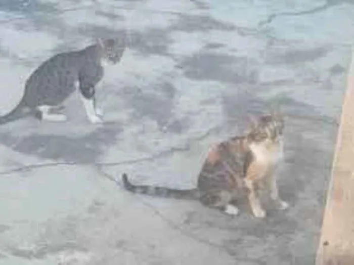 Foto de Gatos e Gatas gatos para doação adocao em São Pedro da Aldeia