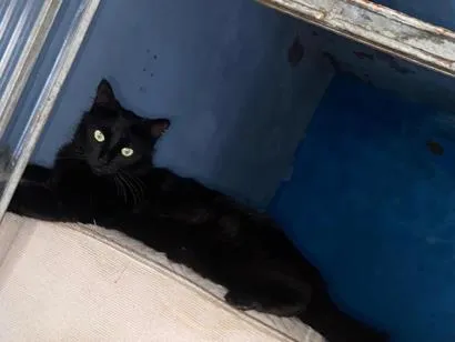 Foto de Lilith perdido em Barra Mansa