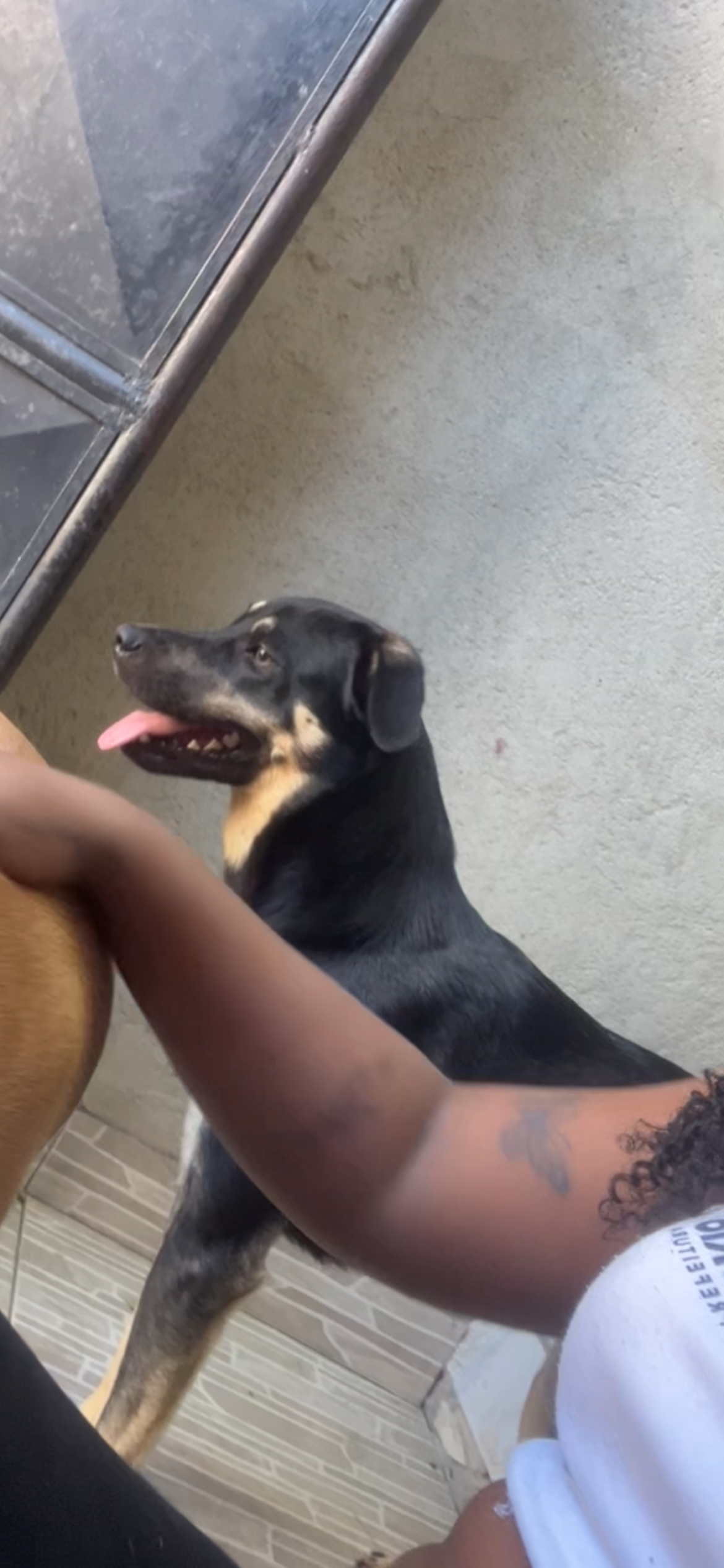 Foto de Teddy perdido em Rio de Janeiro