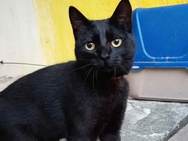 Foto de Pantera para doação adocao em Rio de Janeiro
