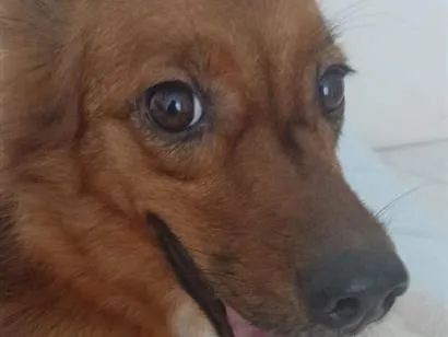 Foto de Luna perdido em Niterói
