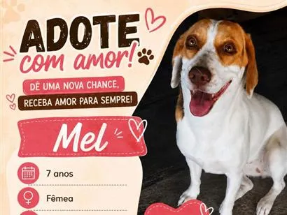Foto de Mel para doação adocao em Nova Iguaçu