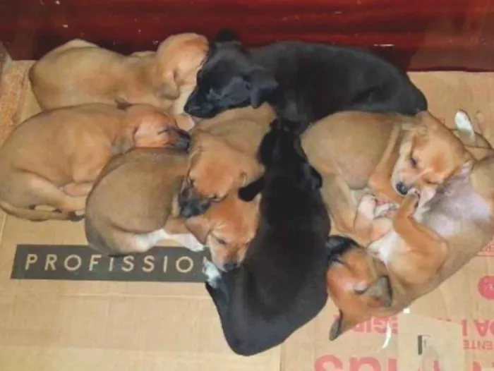 Foto de Cachorros e Cadelas Filhotes para doação adocao em Cabo Frio