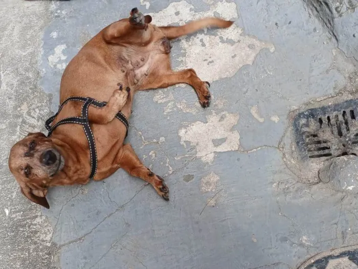 Foto de Mel para doação adocao em Niterói