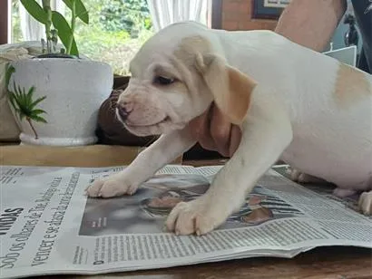 Foto de Tuco para doação adocao em Niterói
