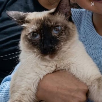 Foto de Mia perdido em Rio de Janeiro